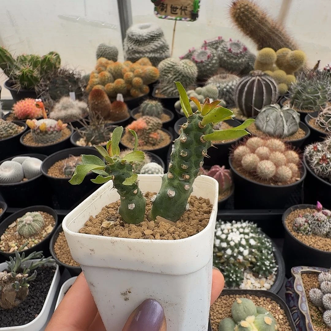 猪鼻大戟脱土发货