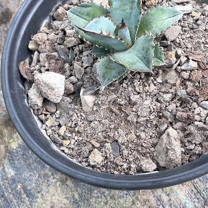 铅***北无花朵龙舌兰3578