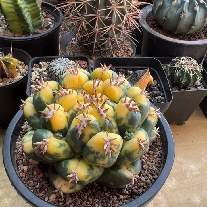 萝卜根獠牙锦9.5cm