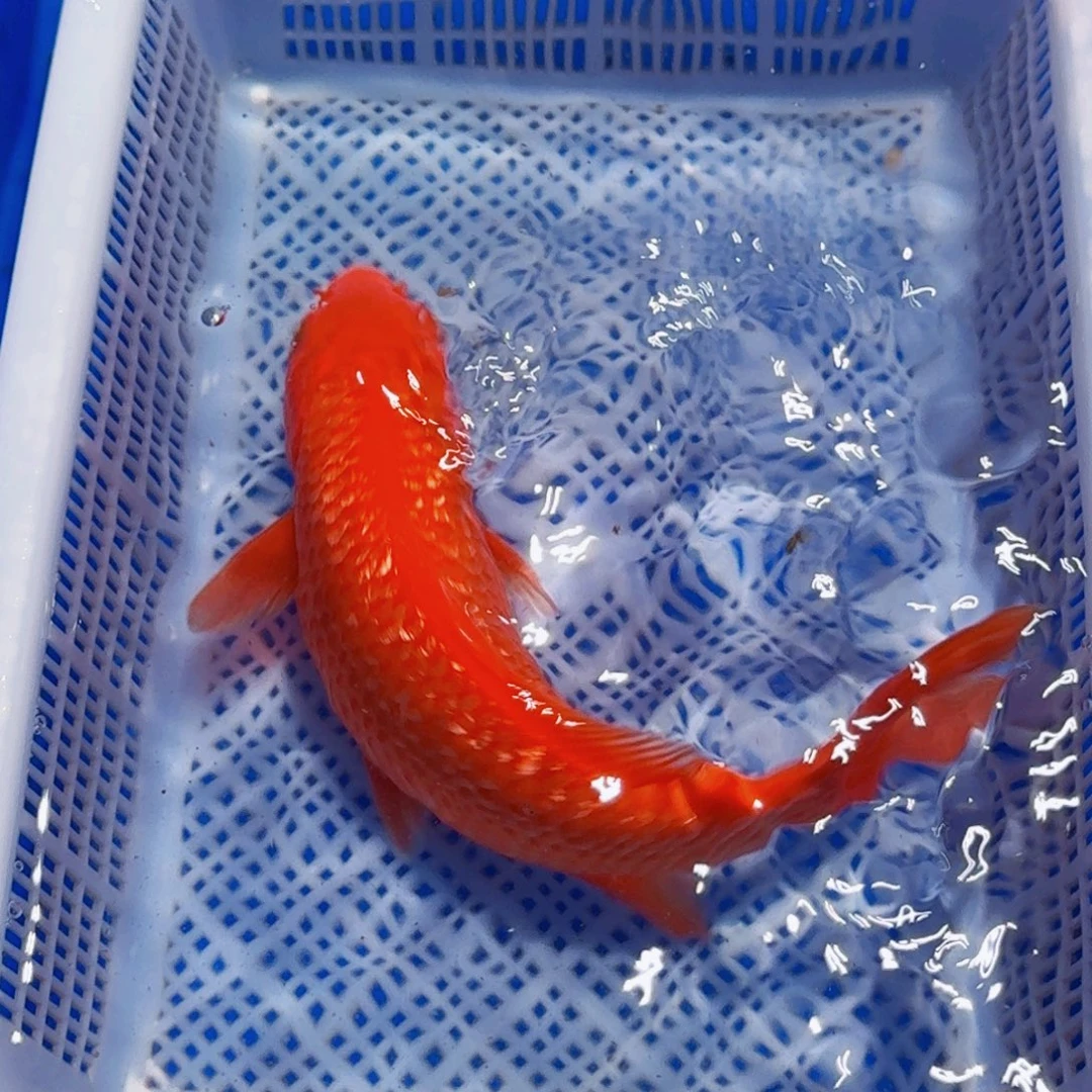 锦鲤精品锦鲤包邮包损