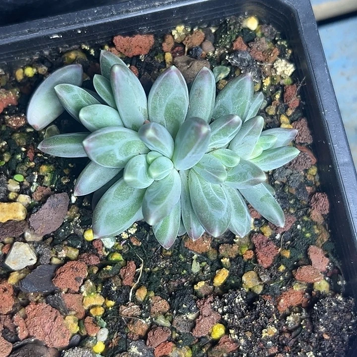 4头雪戴利美人特价多肉