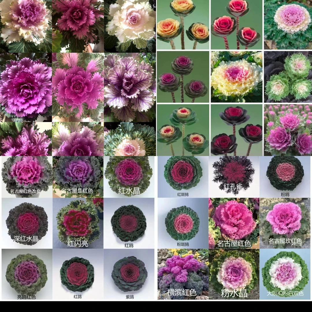 羽衣甘蓝混色种子