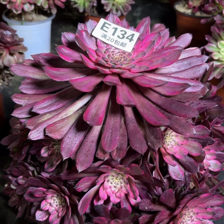 瑞妈一物一拍134