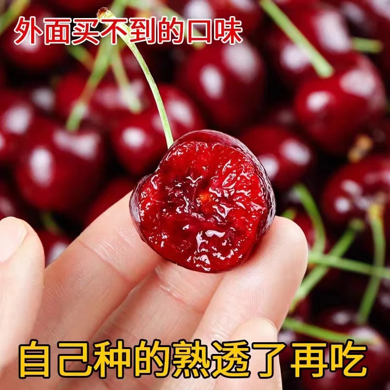 嫁接车厘子树苗南北方种植盆栽庭院正宗大樱桃树苗带土易成活耐寒