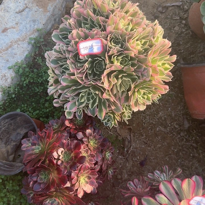 多肉植物两颗142号无售后