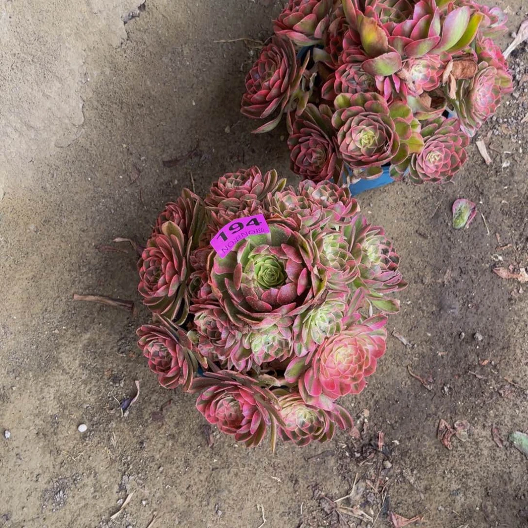 火龙果法师朵朵5/4