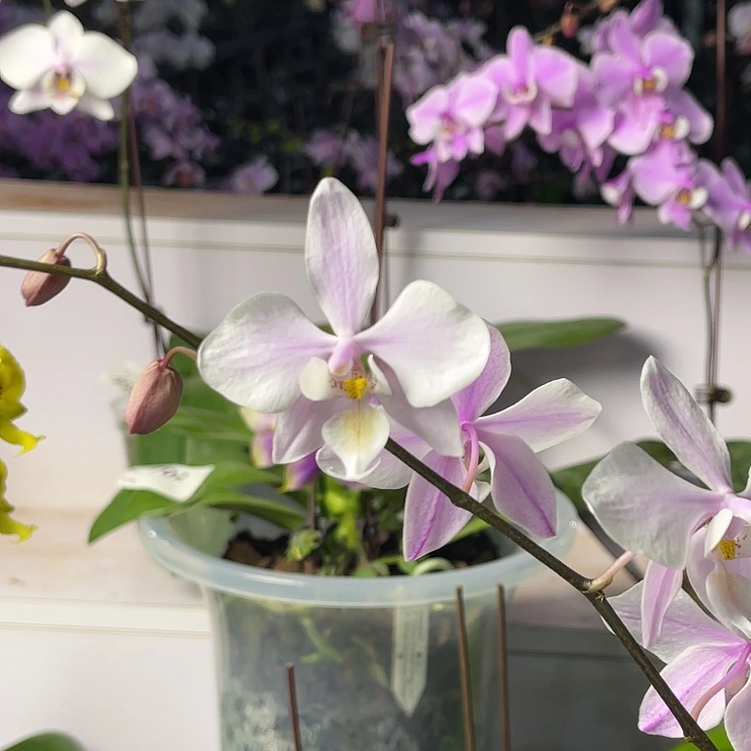 大量花朵（建议范围：8朵-15朵 或40%以上）编号1004 黄唇英特交西