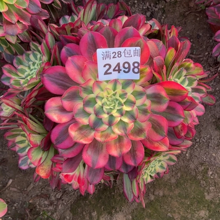 2498天和多肉植物