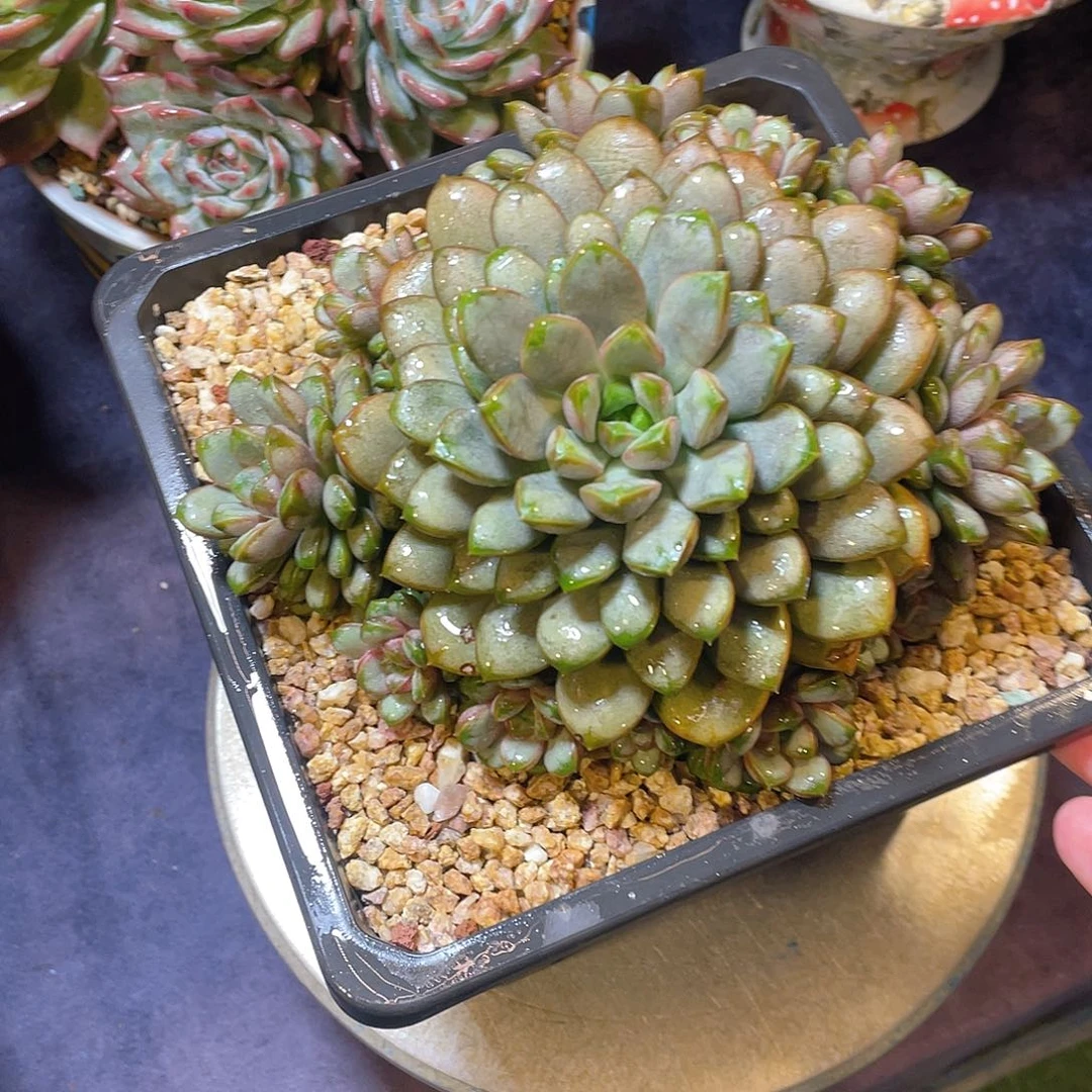 葡萄多肉脱土包邮