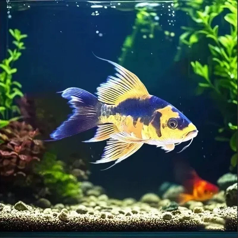 台湾玛雅红白色蝴蝶鲤球体普短身德系鱼苗活体