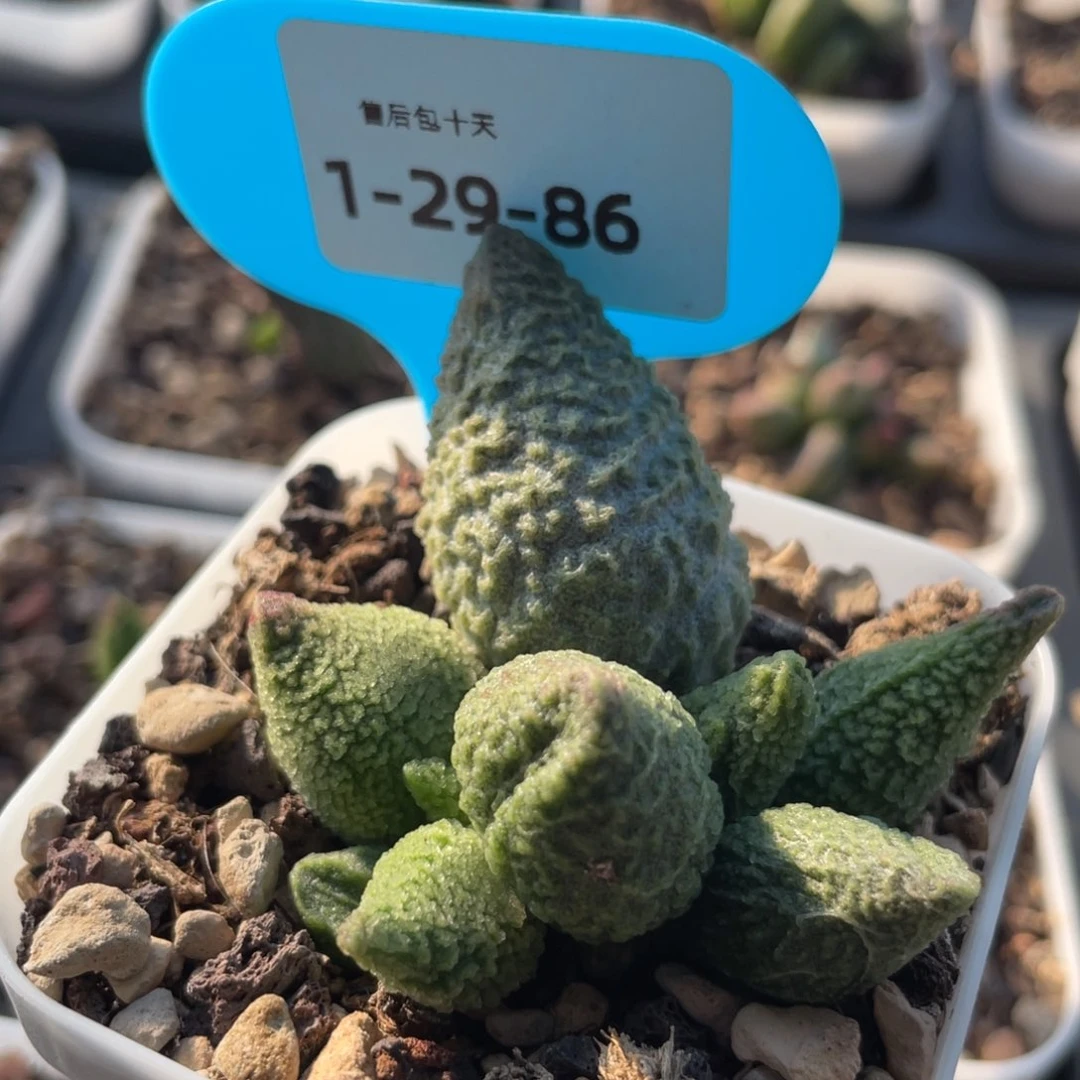 福利。  福利。