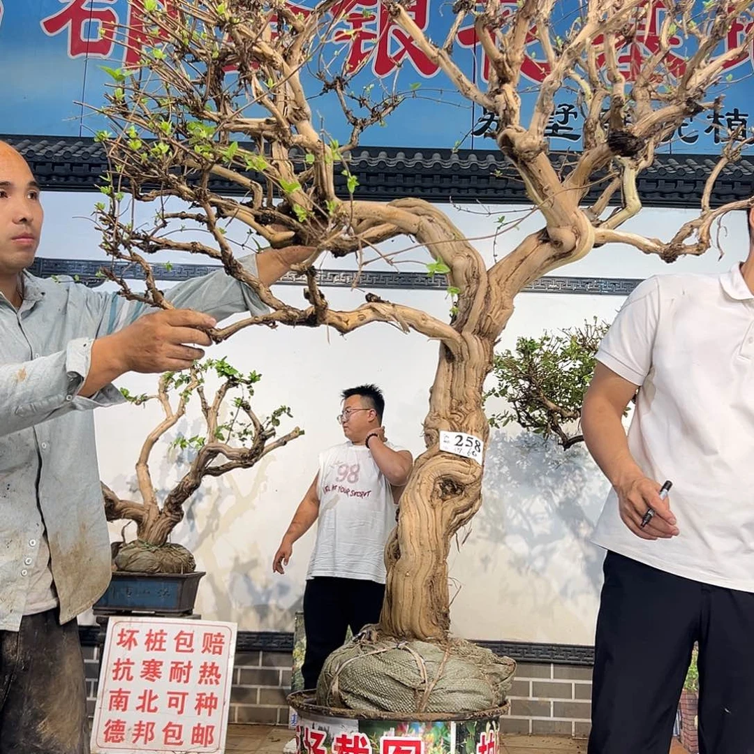 完全开放金银花开花236525655695