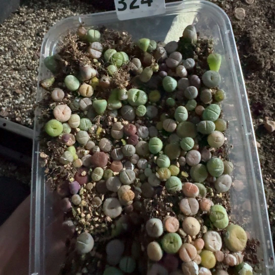 324。彩混合一大盒。