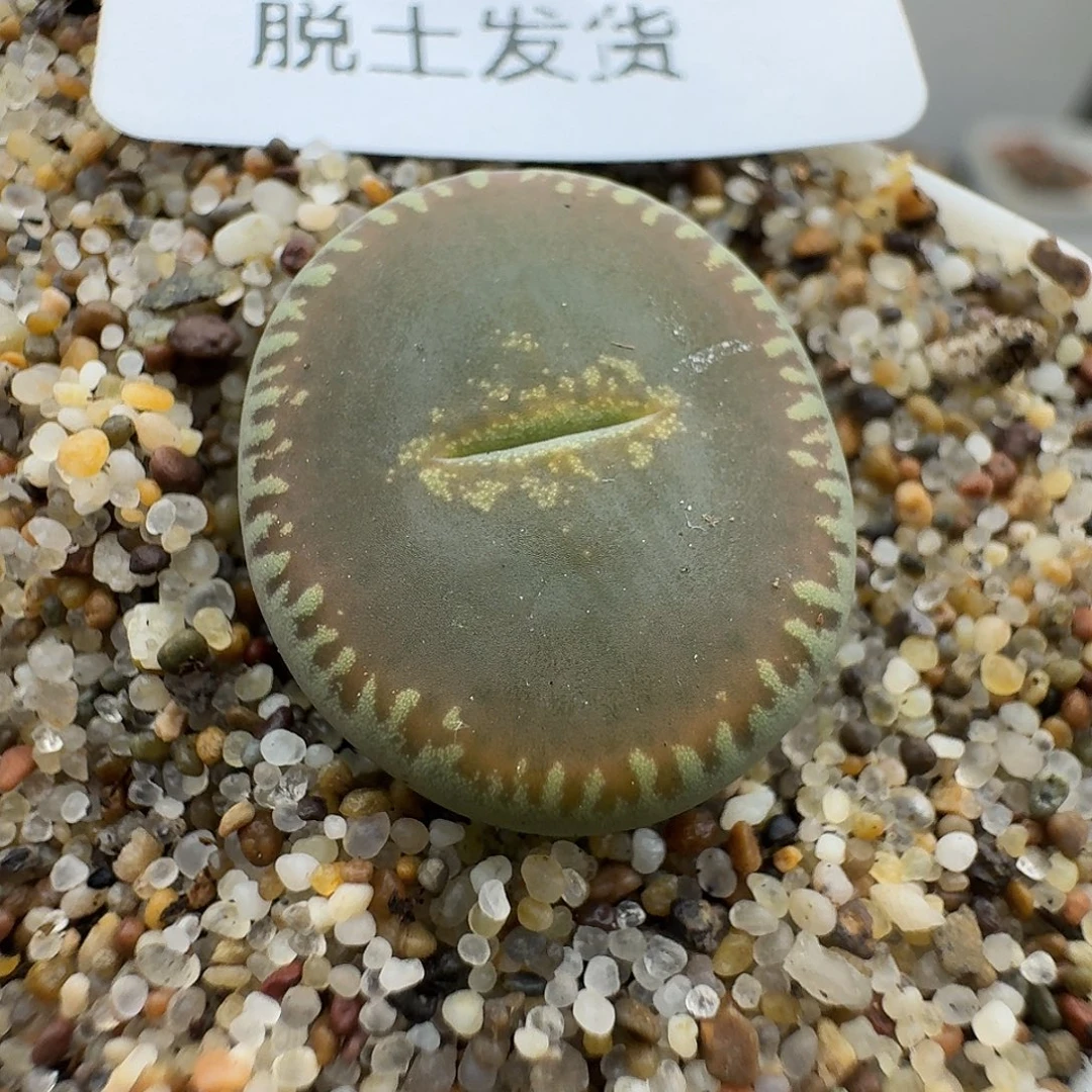 874多肉哈哈哈哈哈哈哈