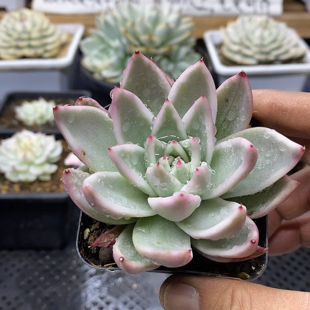 27217 雪白玛利亚锦