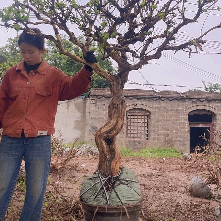 当前无花栽培后可以开花