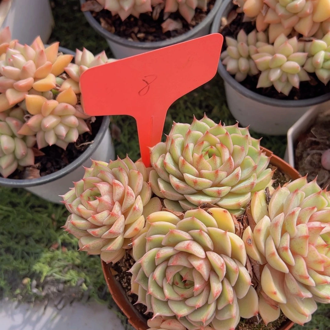 福利来了来了打个卡