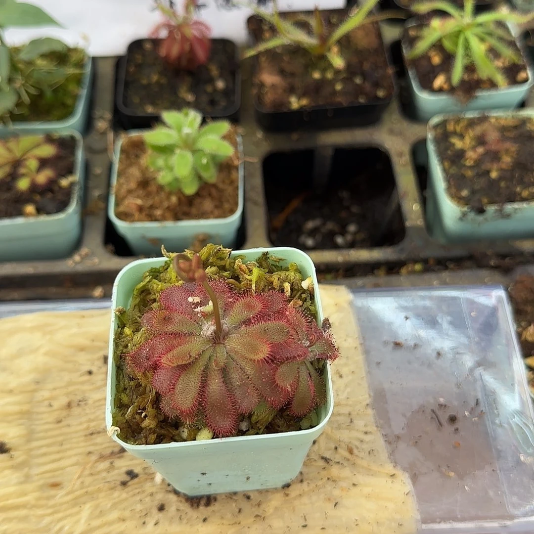 无花朵山地茅膏菜