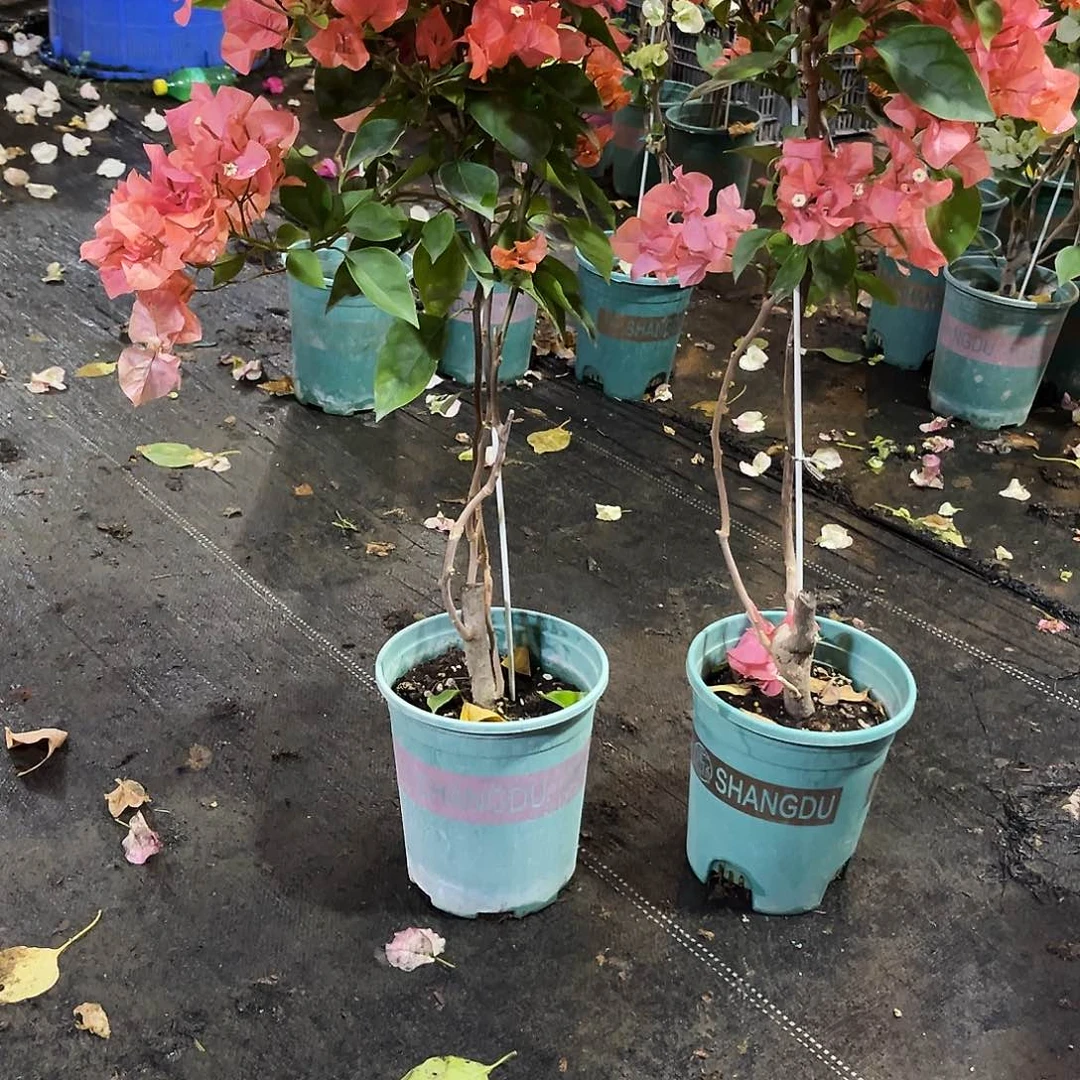 大部分花苞少量开放波妹带竹一颗