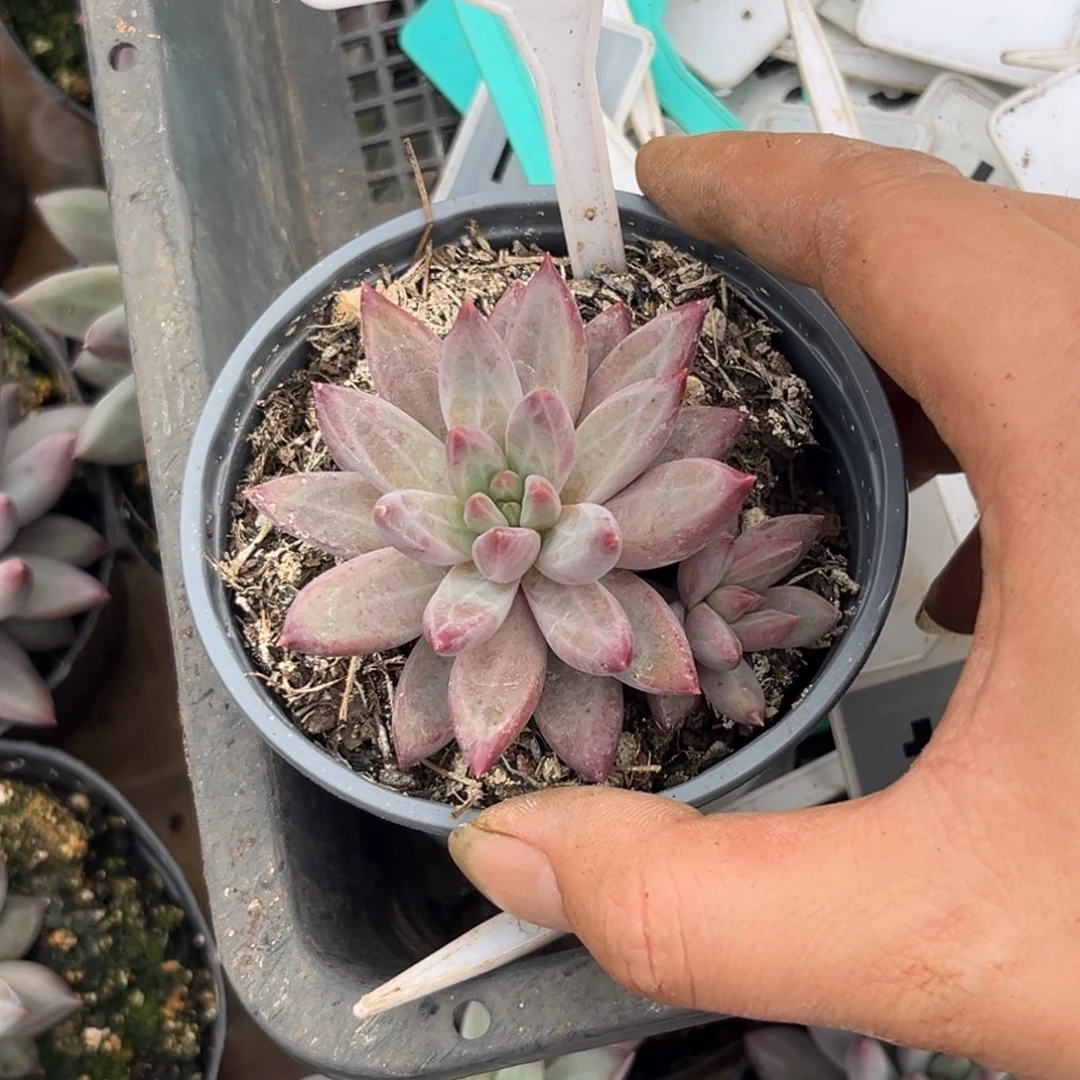 多肉植物虞美人627