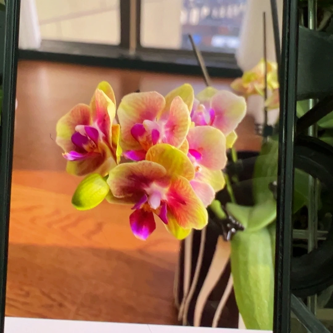 当前无花栽培后可以开花处理小桔子带剑3.0加高杯凑单发货