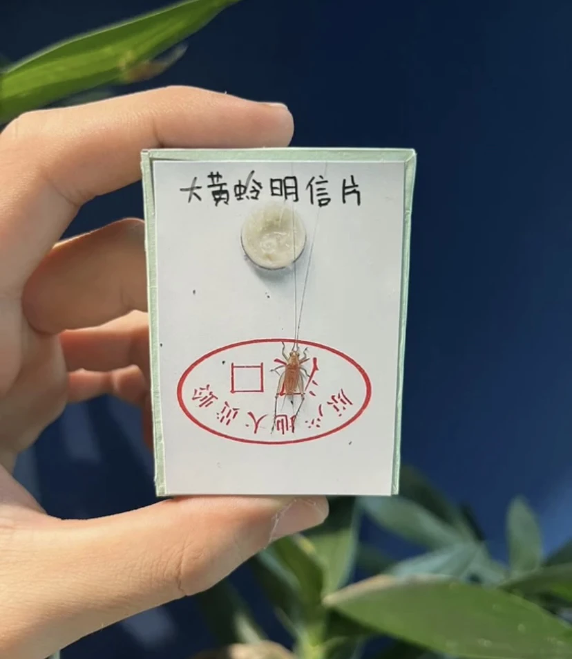 精品长须新华大黄岭   声音好听 宠物用品