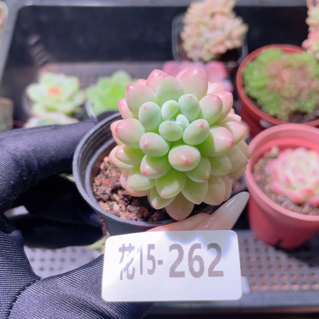 花利美15-262洛可可