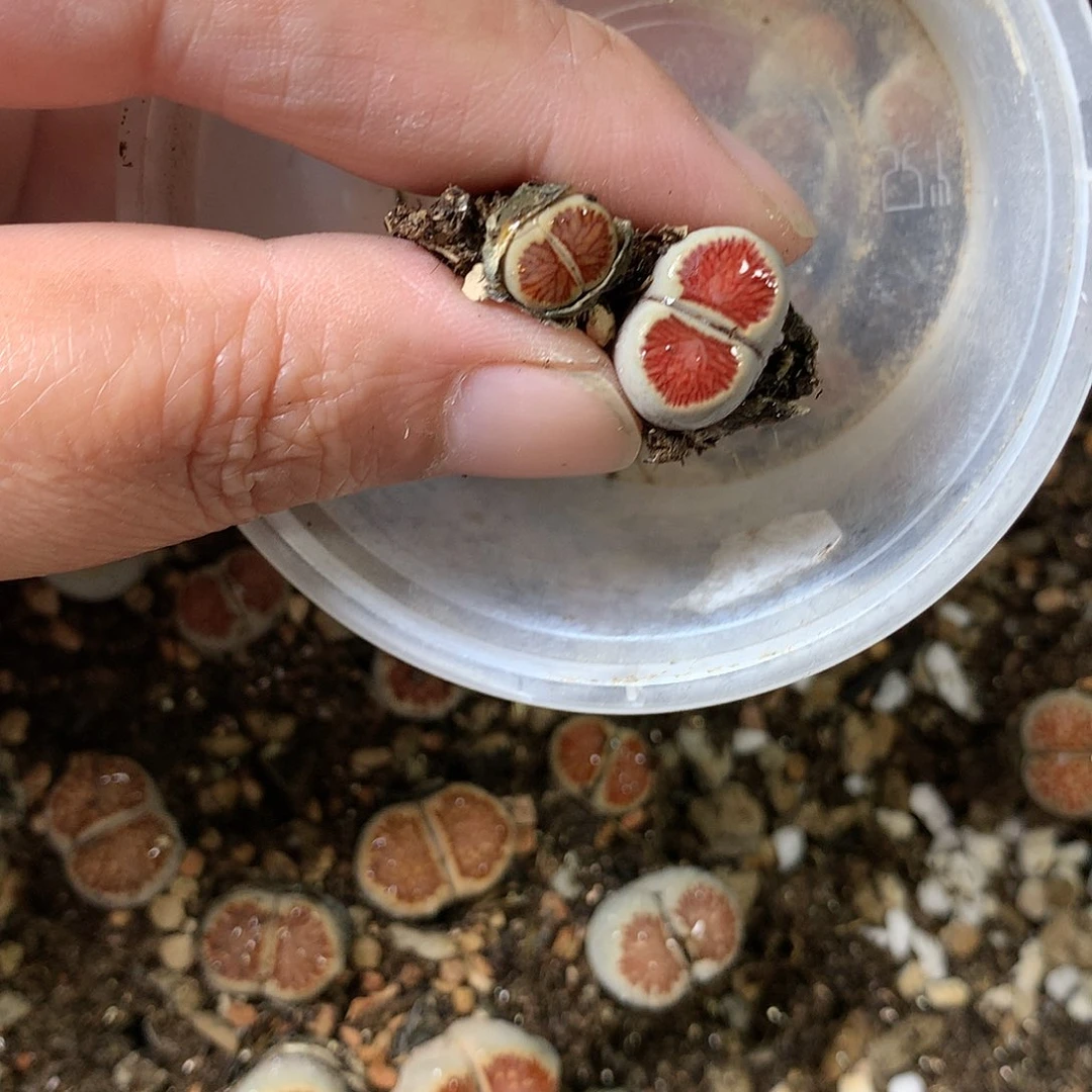 A****ᐝK201多肉植物保护