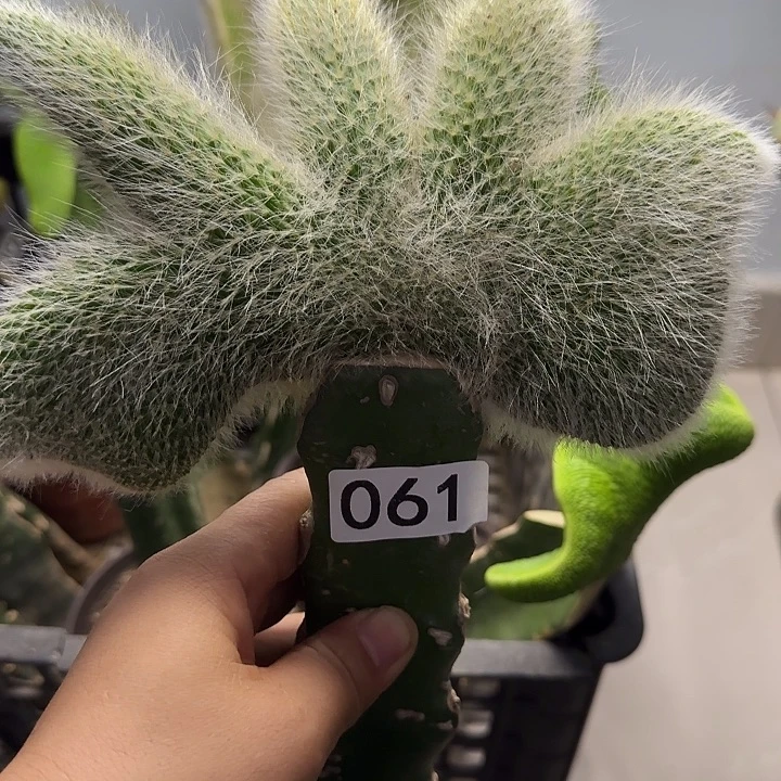 无花朵嫁接九尾狐缀061