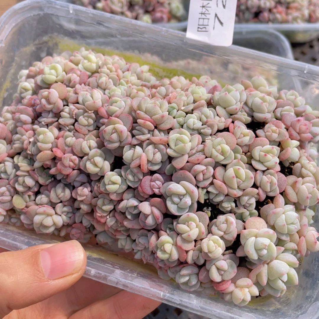 兔*多肉植物多肉植物722