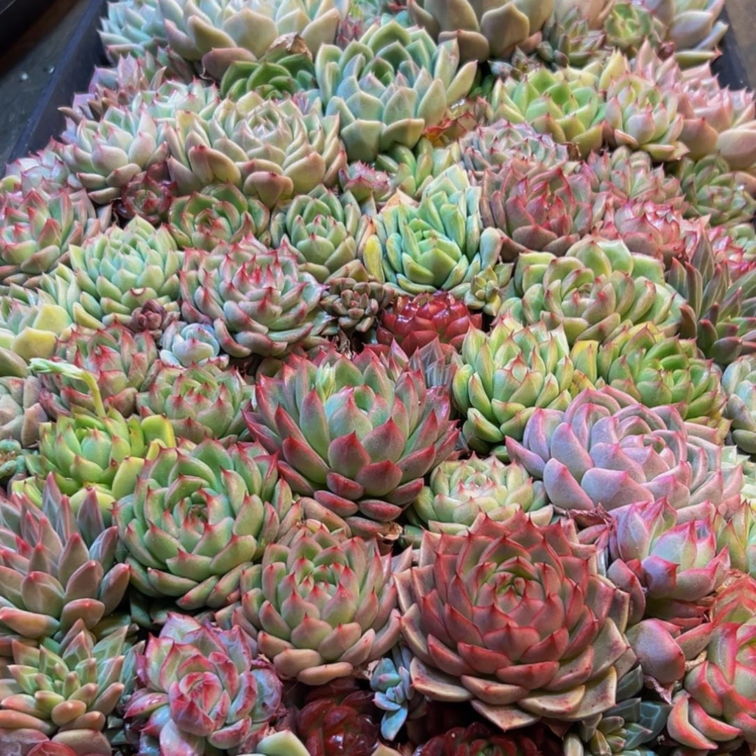 888多肉葡萄领导人物简介曾