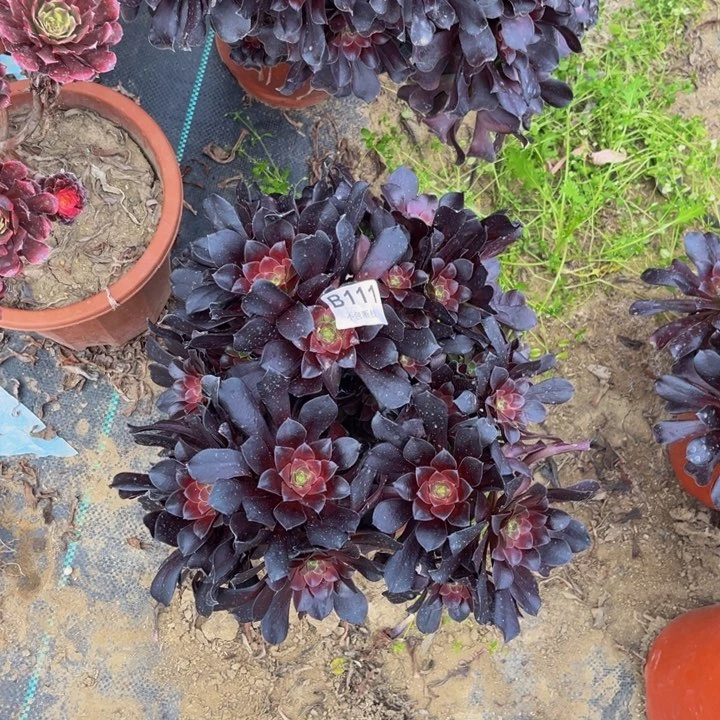 111梅花丛林多肉法师不包断枝