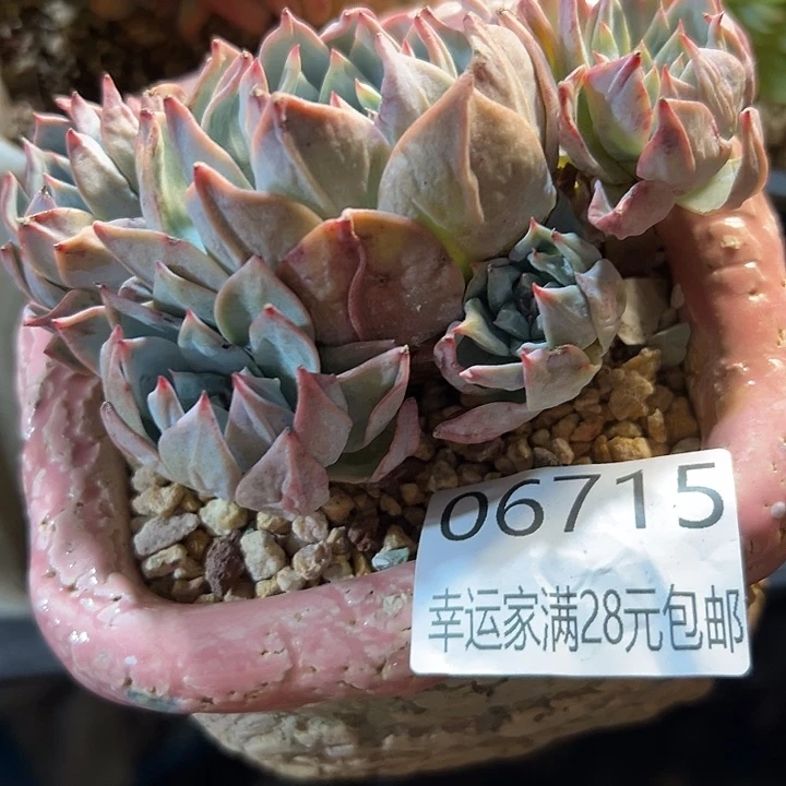 幸运儿是一位非常优秀又