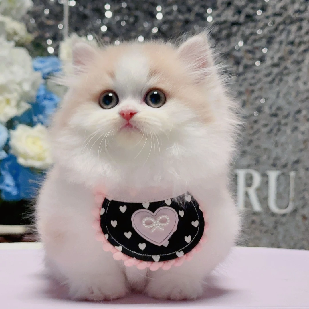 蛋黄派——乳白米努特矮脚弟弟宠物猫咪活体全款链接