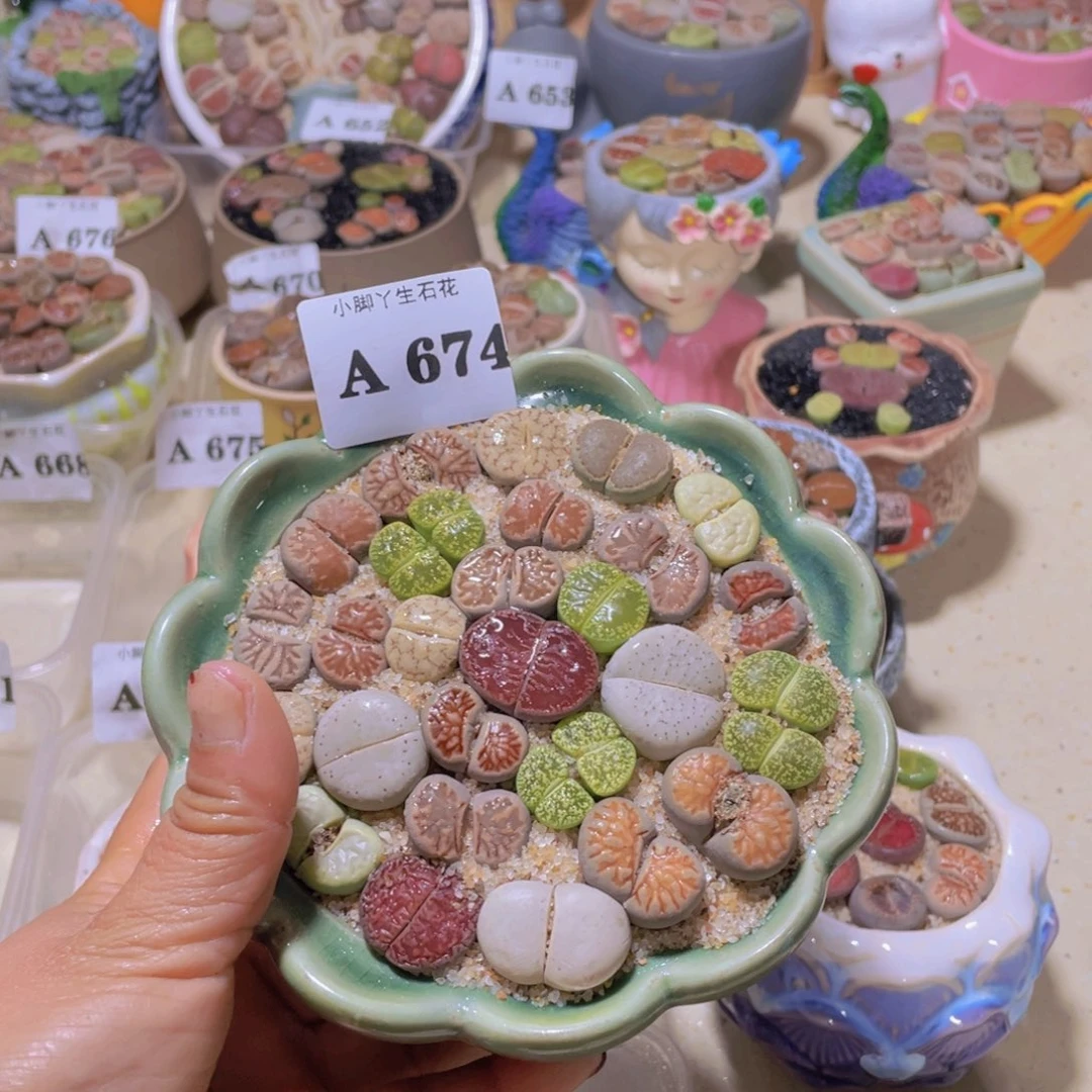 草*爹674生石花生石花生石花