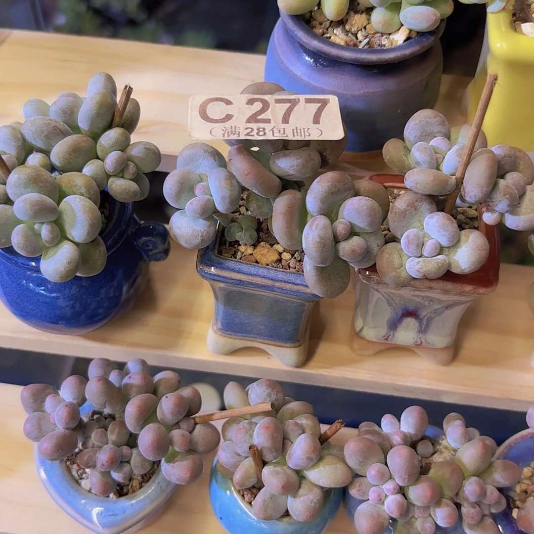 s***肥C277原史奈一物一拍