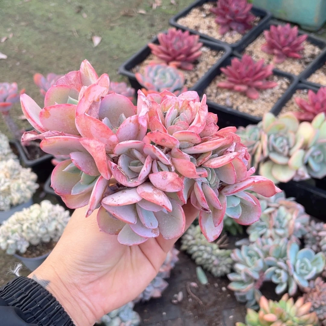 【闪购商品】当前无花栽培后可以开花布鲁兰杂