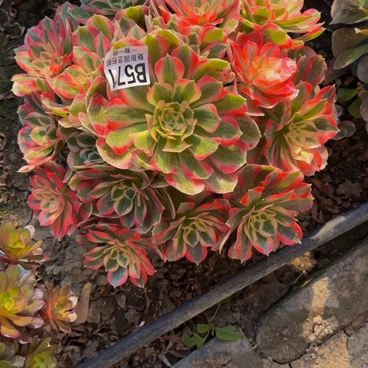 七彩石30-5包邮花花