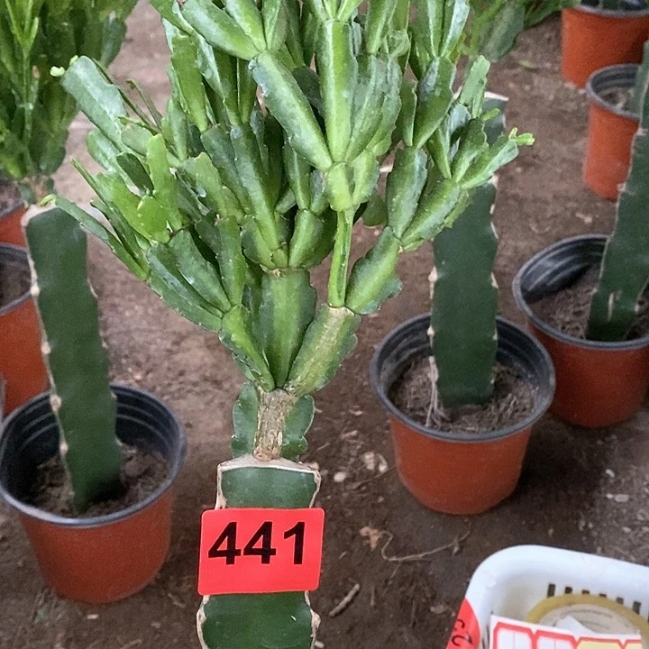 无花朵韦*索指441号新疆不包邮
