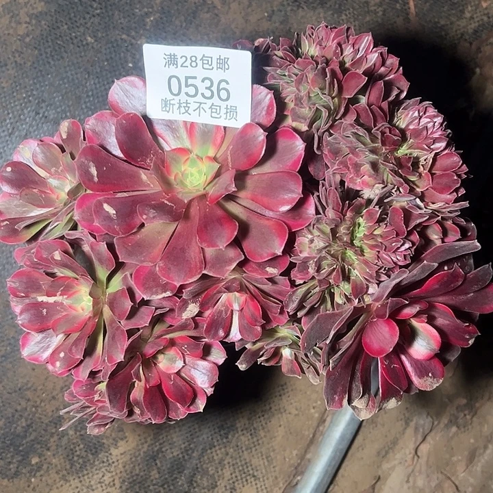 0536美杜莎缀多肉植物