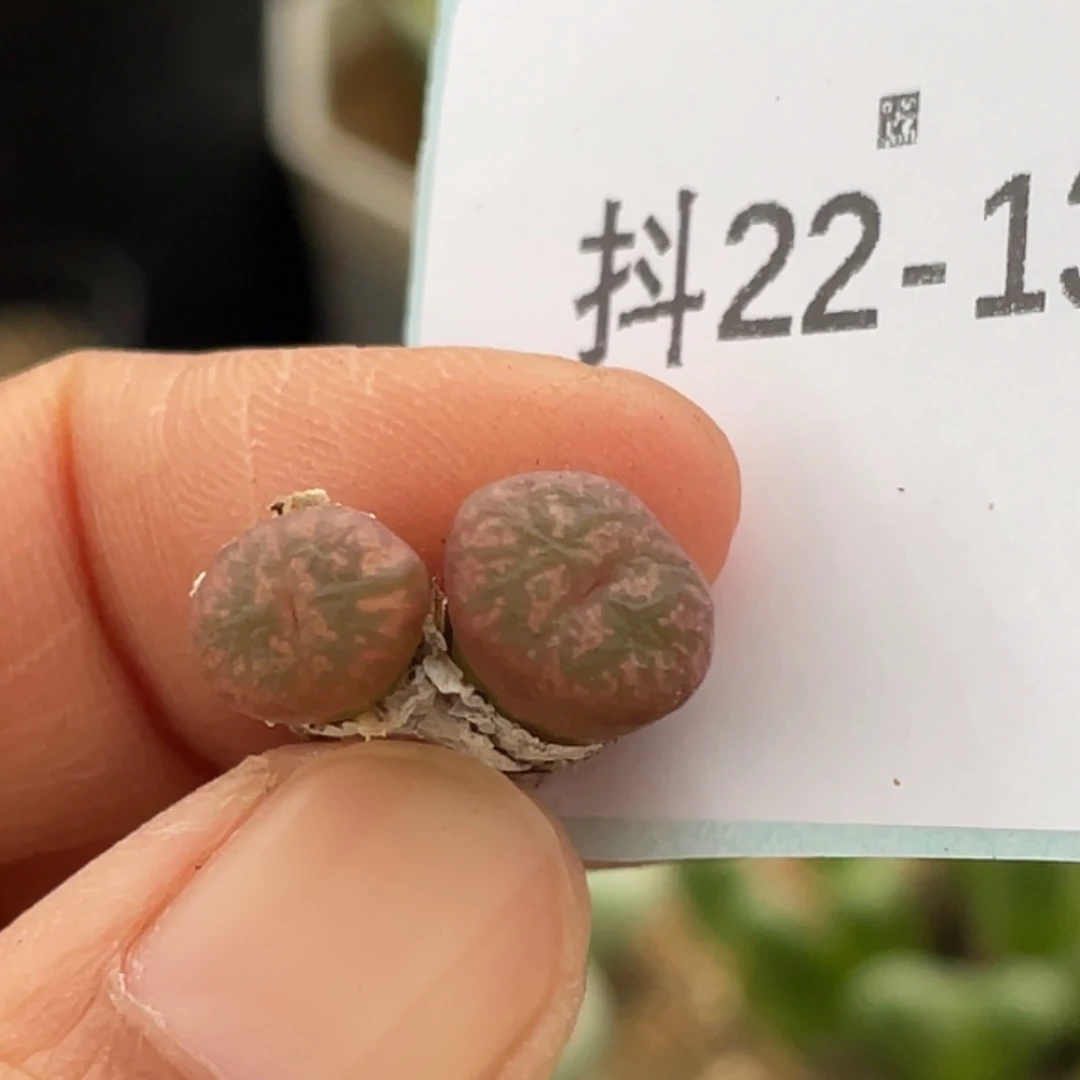 22-137勋章多肉植物