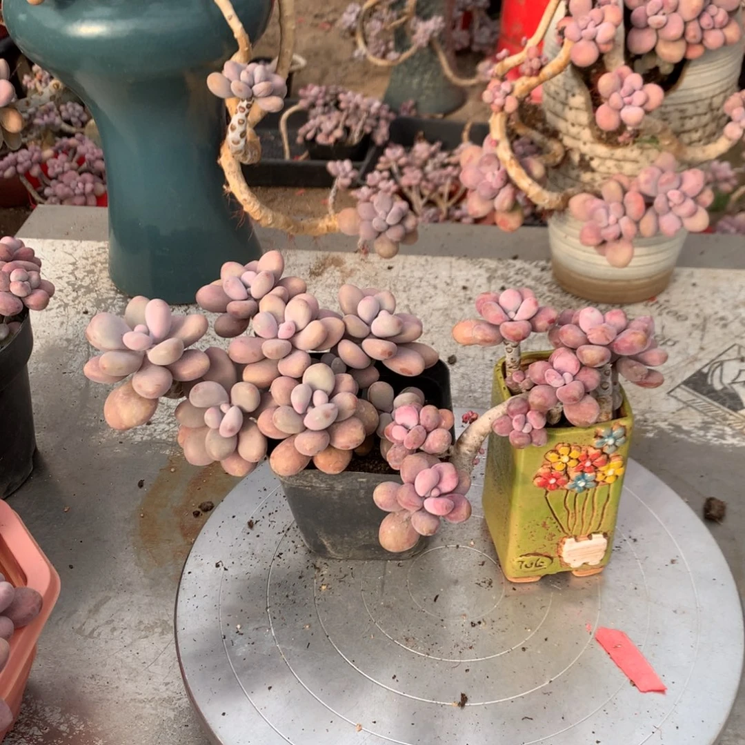 在***雪桃蛋老桩不带盆两颗8号