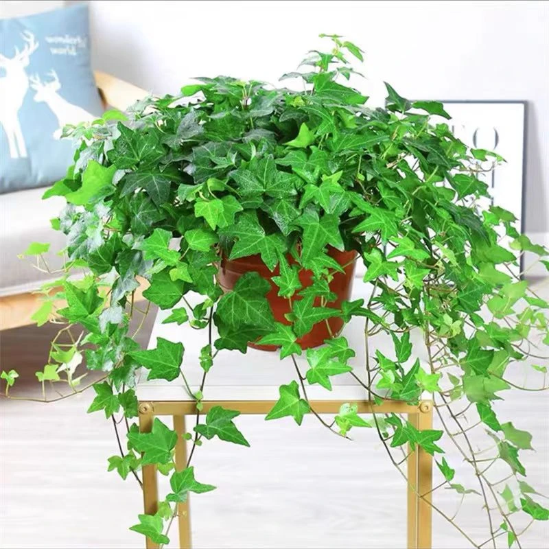 常春藤盆栽hh室内垂吊植物四季常青好养吸甲醛净化空气
