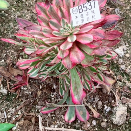 多肉植物白月光537