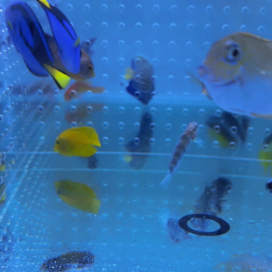 海水鱼万鱼来朝海水观赏