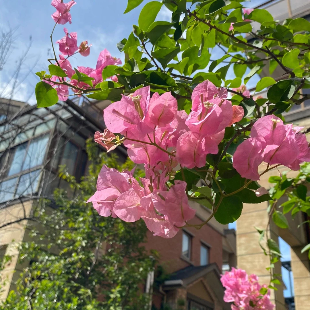 【粉红佳人】爬藤三角梅庭院景观植物