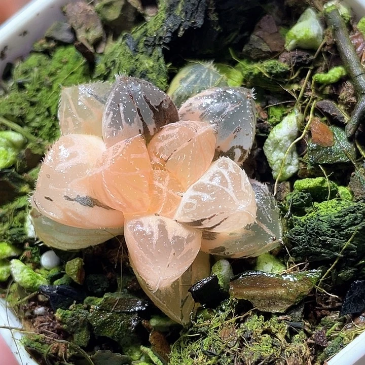 654粉黛锦特选福利