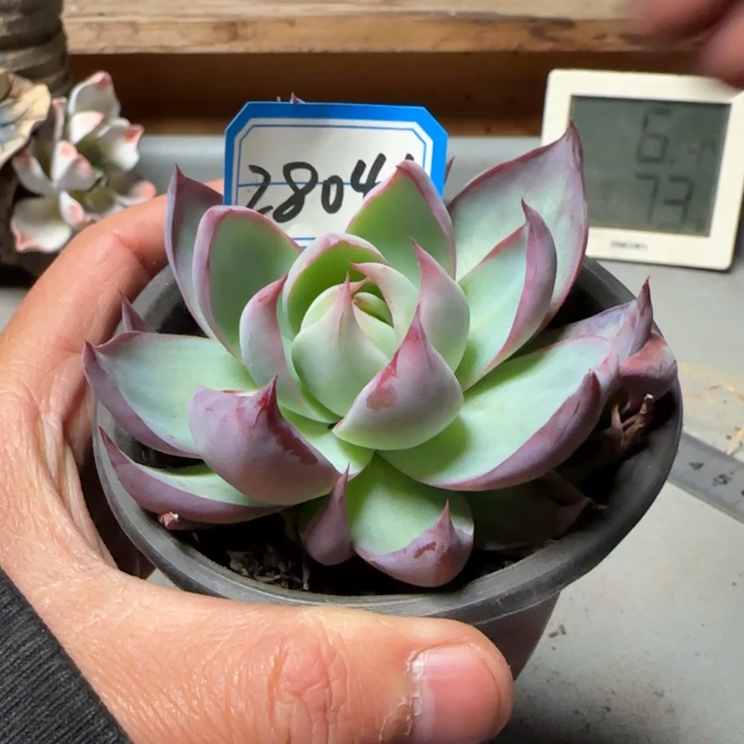 26046惊鸿仙子多肉单头