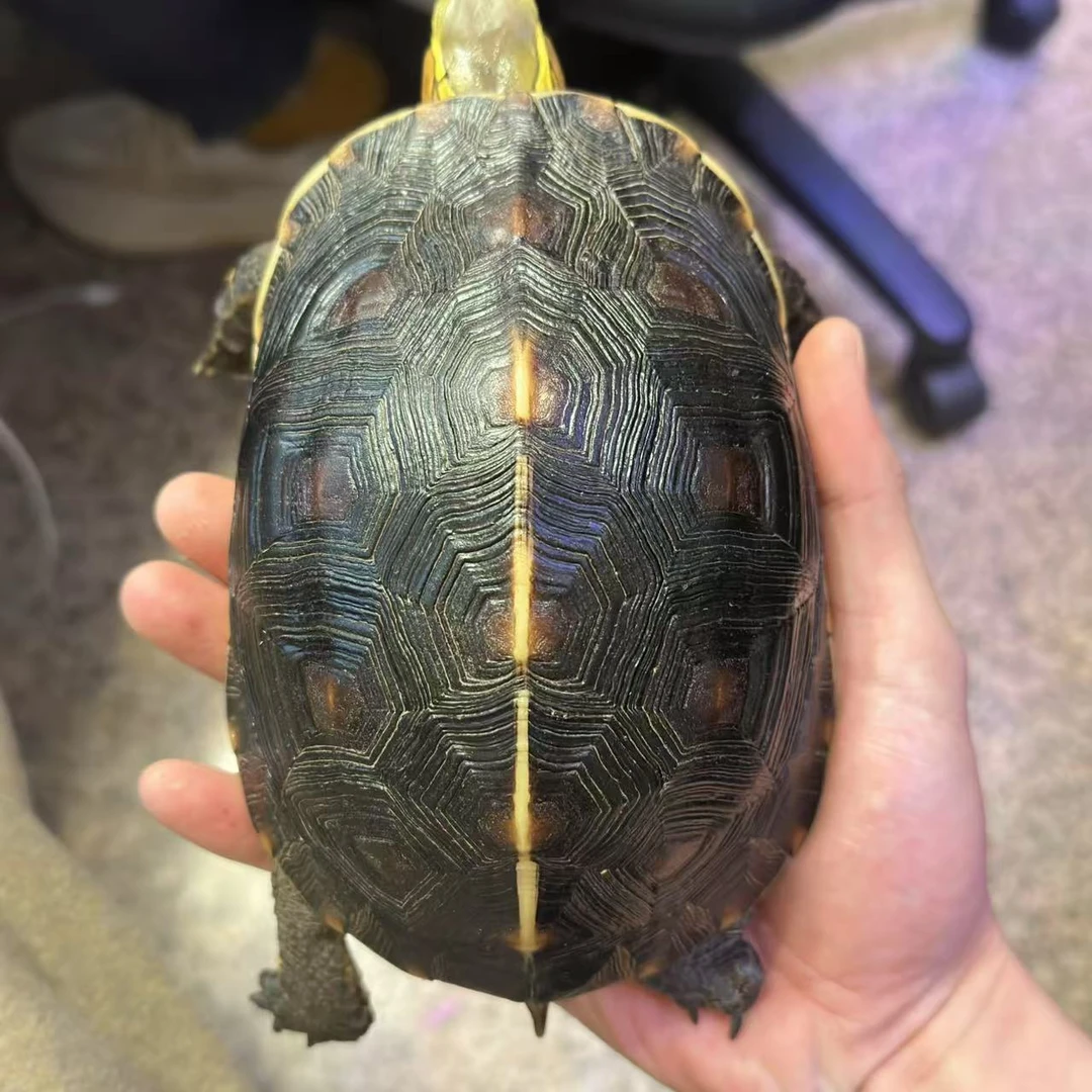 黄缘龟  安缘种母   背甲长15+cm    710克