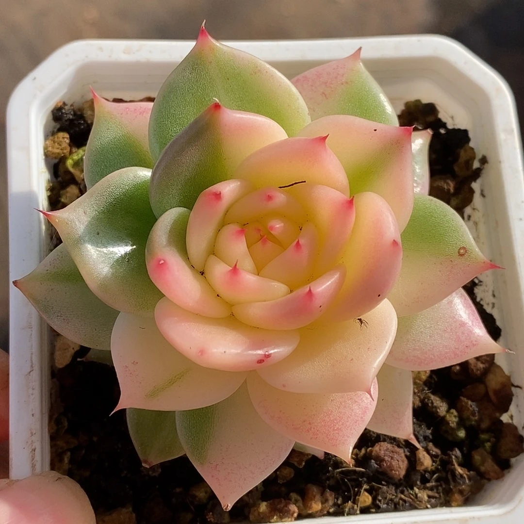 480蓝龙哈哈哈哈是